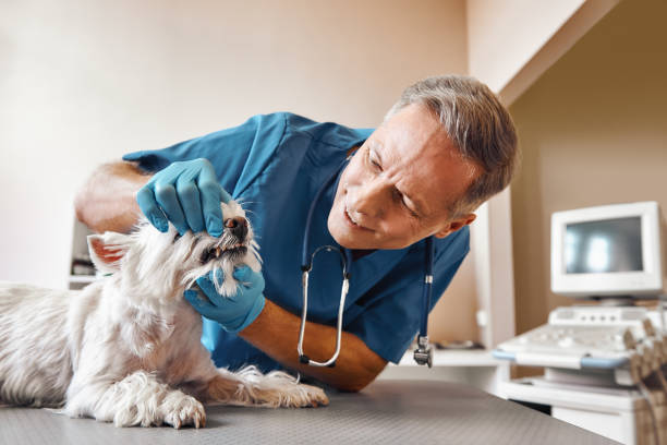 Best Emergency Root Canal Treatment in Newberry, SC
